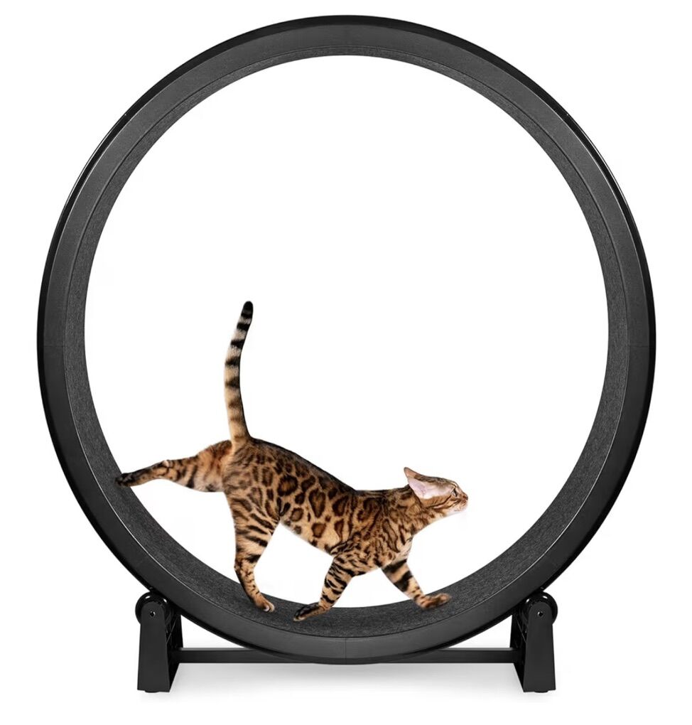 Large Cat Exercise Wheel – Quiet Indoor Cat