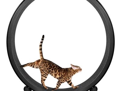 Large Cat Exercise Wheel – Quiet Indoor Cat