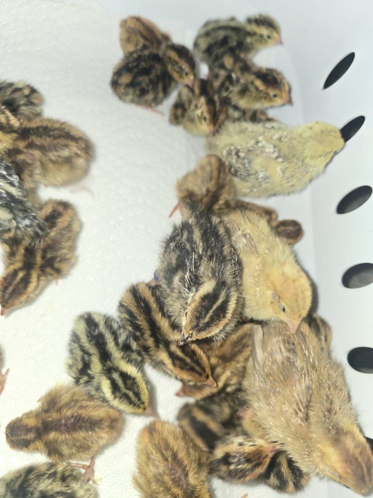 Coturnix Quail Fertile Eggs