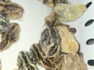 Coturnix Quail Fertile Eggs