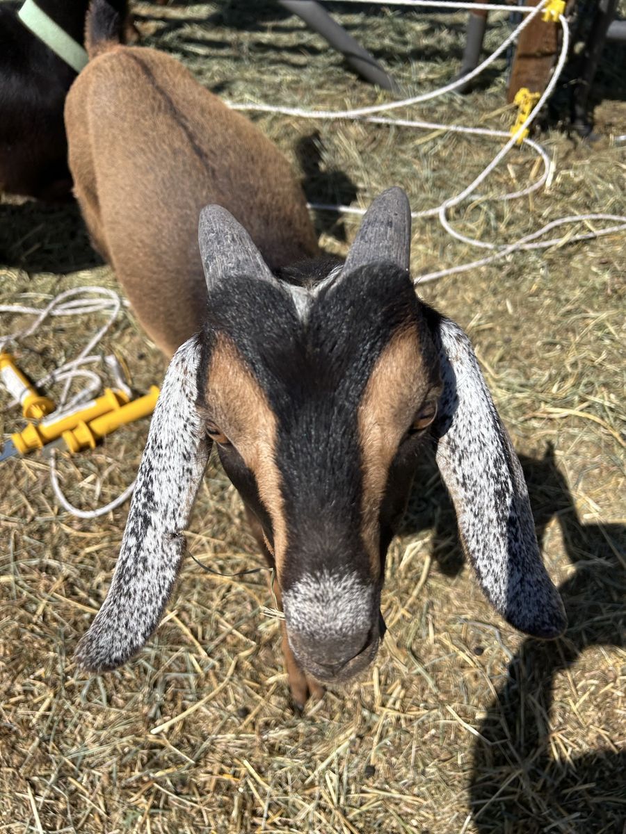 Dusty bottom ranch Baby Goats