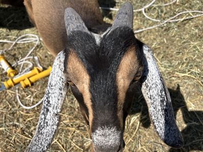 Dusty bottom ranch Baby Goats