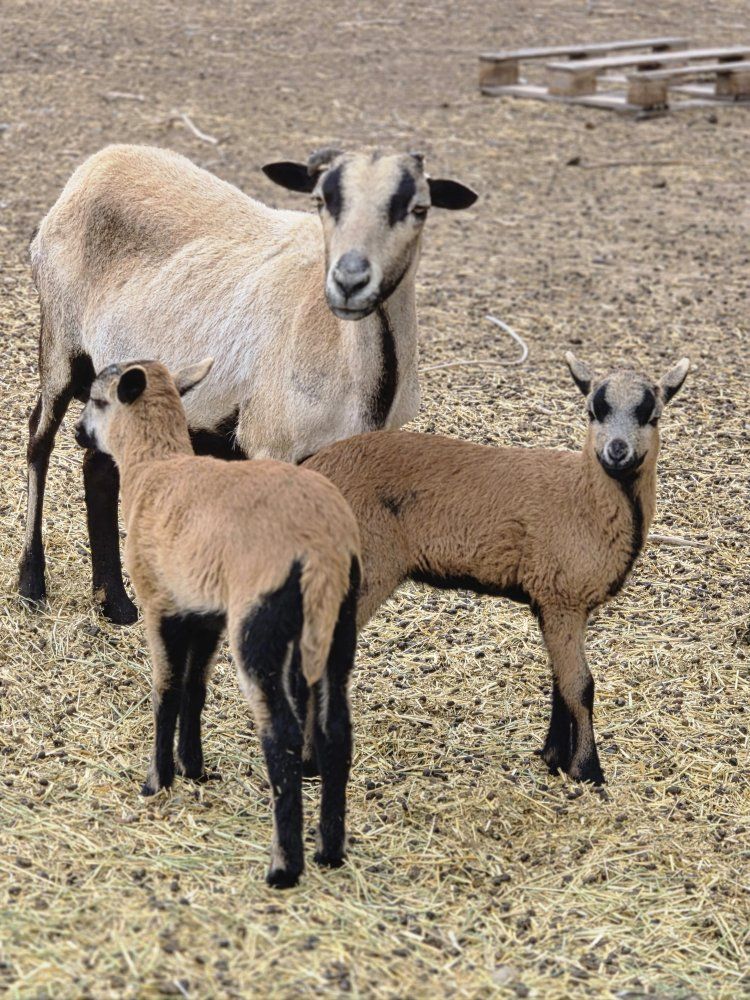 American Blackbelly Ewe