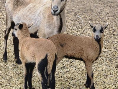 American Blackbelly Ewe