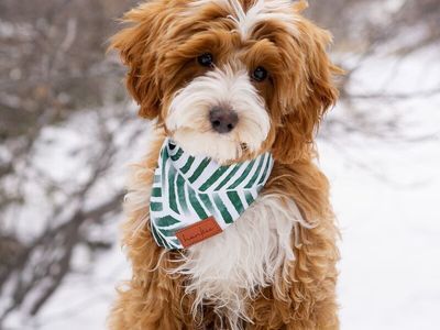 Mini, Goldendoodle stud, Proven, great genetics, OFA tested