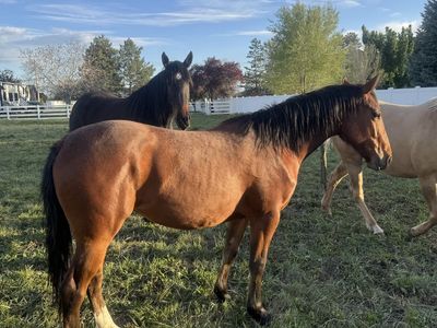 2 Yr Old Quarter Draft Filly
