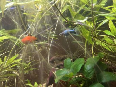 4 Healthy Platy Fish