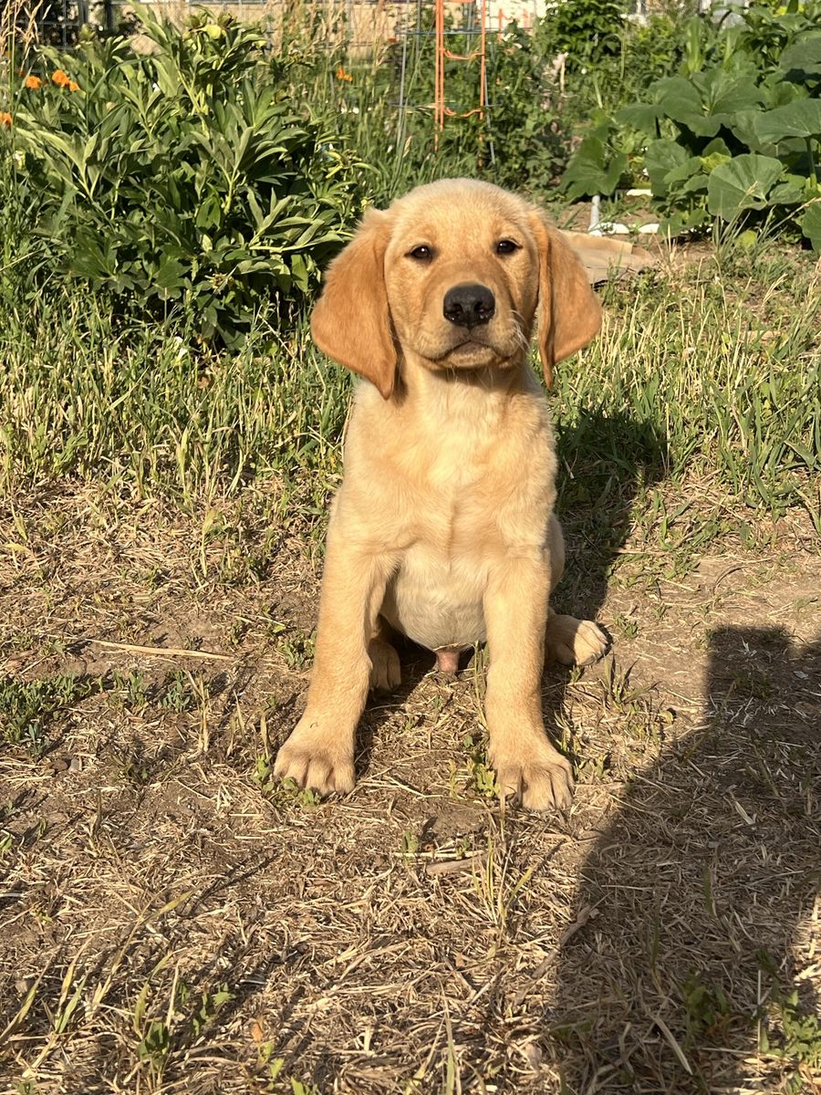 BEAUTIFUL Goldador Red Fox male pup. Pick of the litter male.