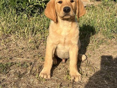 BEAUTIFUL Goldador Red Fox male pup. Pick of the litter male.