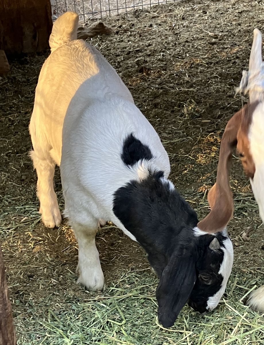 Full boer bucklingn