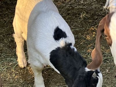 Full boer bucklingn