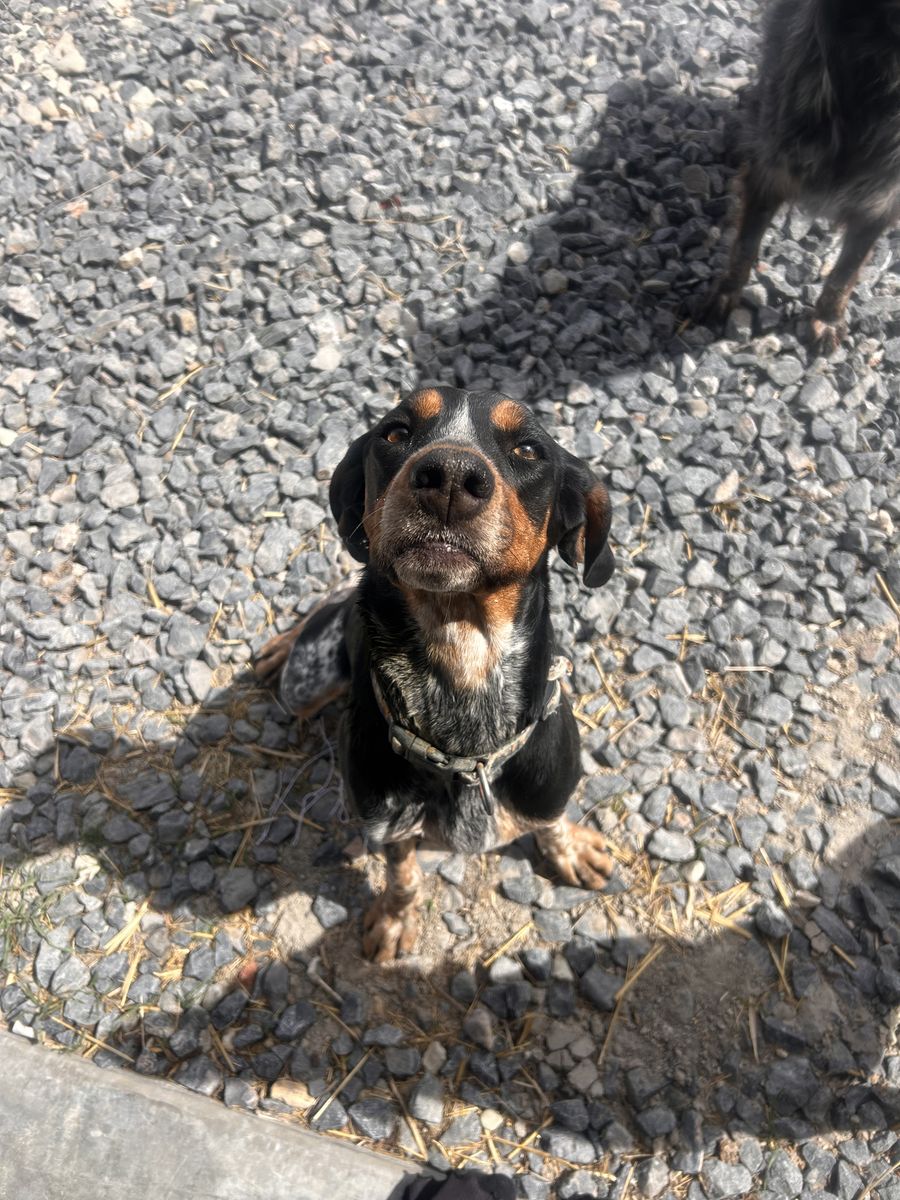 Bluetick Coon Hound