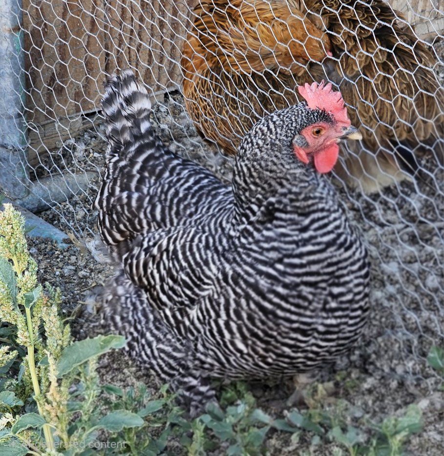 Healthy Backyard Chickens 