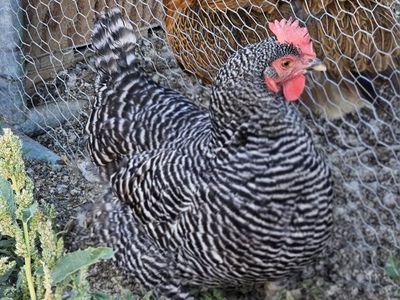 Healthy Backyard Chickens