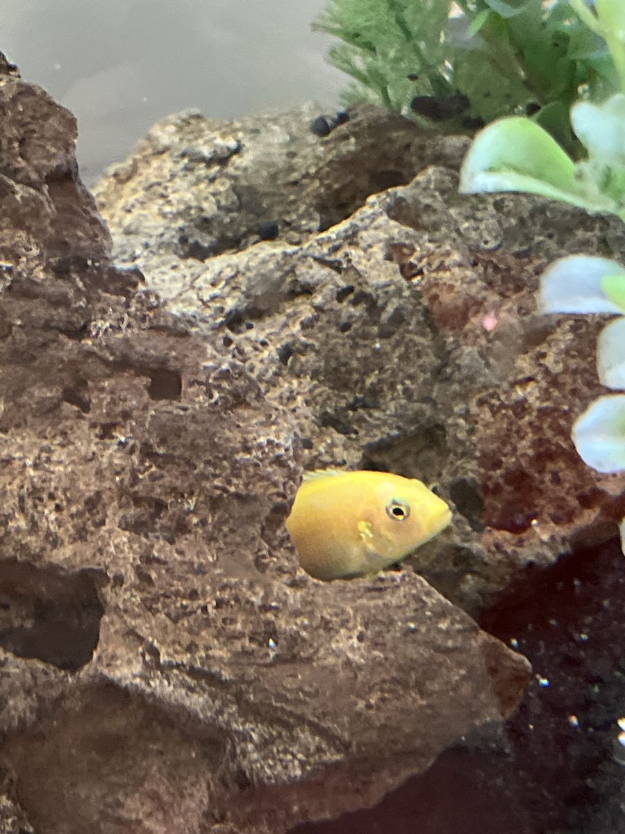 Electric yellow cichlid 