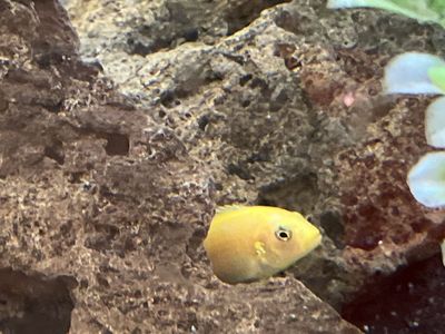 Electric yellow cichlid