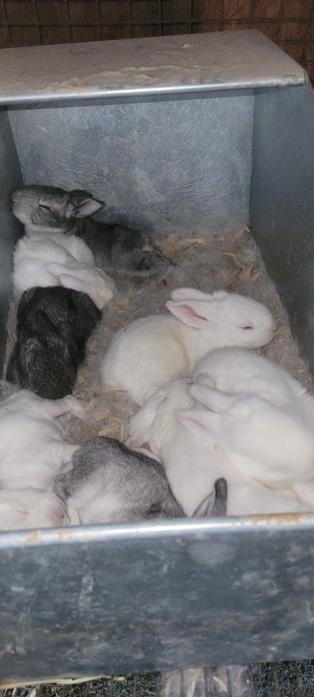 flemish giant