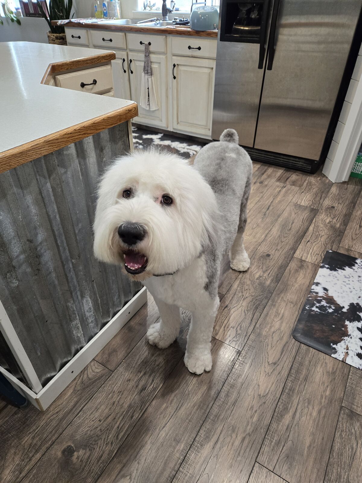 AKC Old English Sheepdog