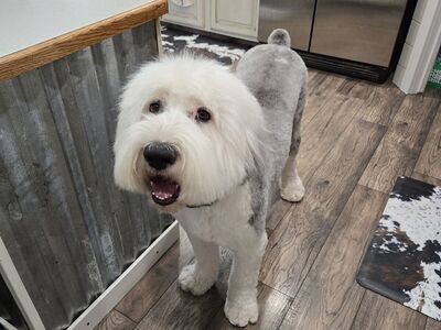 AKC Old English Sheepdog
