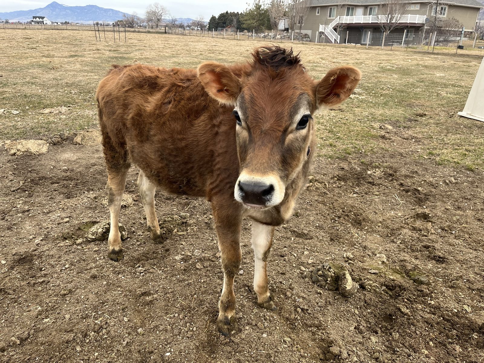 AJCA Registered Jersey Heifer Calf A2/A2