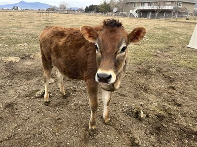 AJCA Registered Jersey Heifer Calf A2/A2