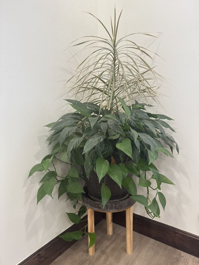 Beautiful House Plant