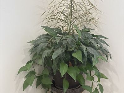 Beautiful House Plant