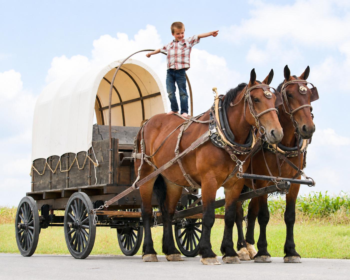 Ginger & Thyme – Family Safe Percheron Belgian Cross Draft Horse Team For Sale