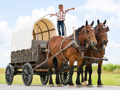 Ginger & Thyme – Family Safe Percheron Belgian Cross Draft Horse Team For Sale