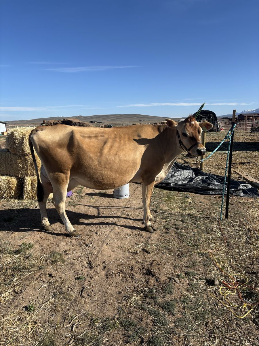 A2/A2 Registered Jersey Milk Cow - 3yo