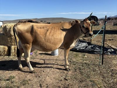 A2/A2 Registered Jersey Milk Cow - 3yo