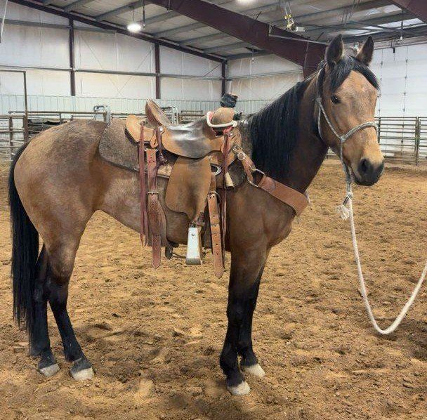 3 year old filly