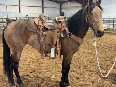 3 year old filly