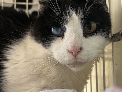 Hello my name is Cleveland