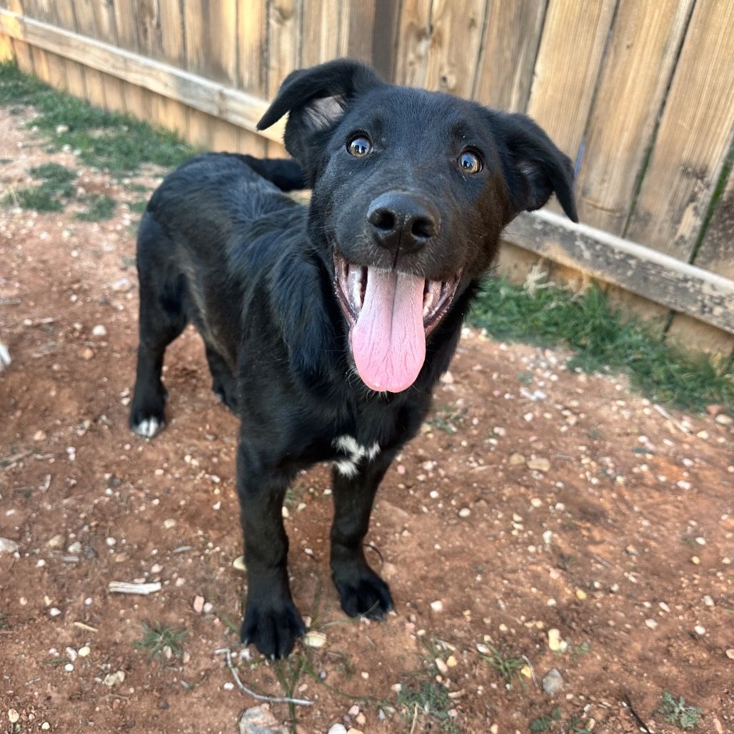 Hello my name is Donkey