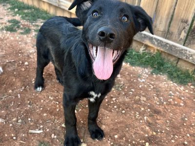 Hello my name is Donkey