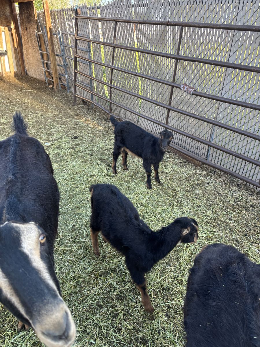 Two lamancha doelings