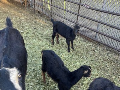 Two lamancha doelings