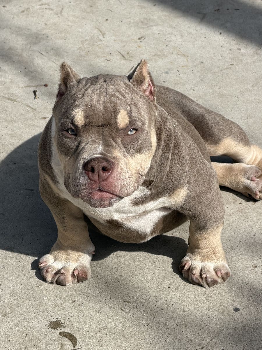 Lilac Tri Bully