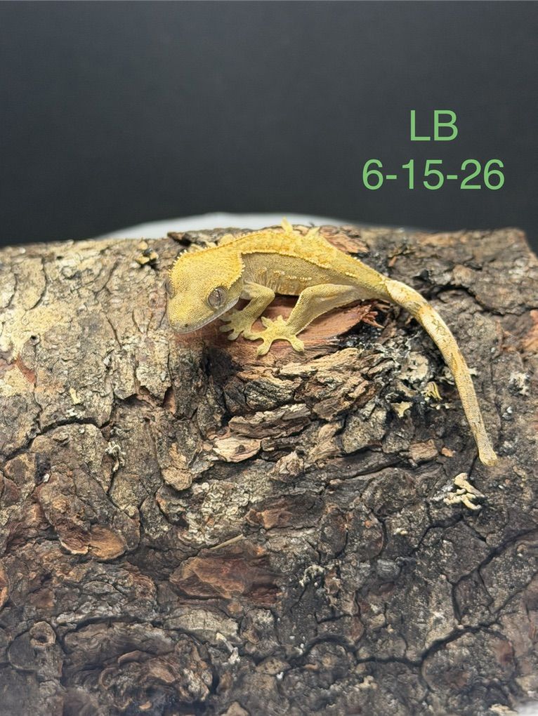 Baby Crested Geckos With Everything