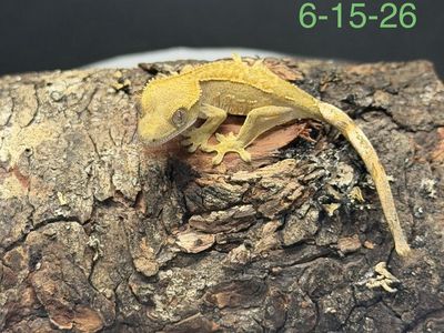 Baby Crested Geckos With Everything