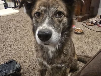 Hello my name is Roxy