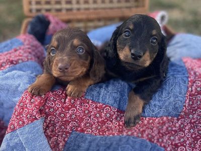 Longhair dachshund