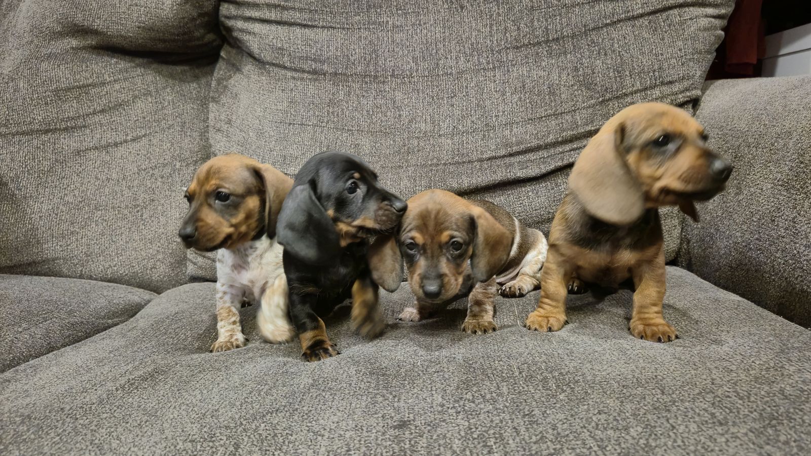 Sweet Mini Dachshund Puppies