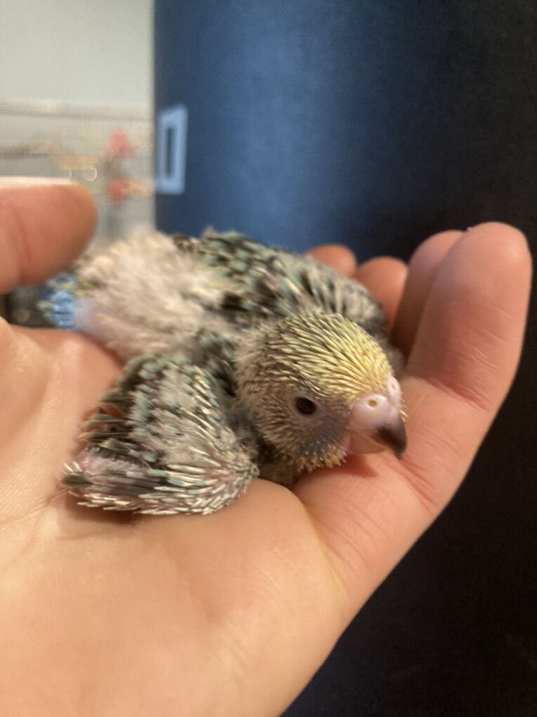 Baby Budgie/parakeets *all Current Chicks Reserved