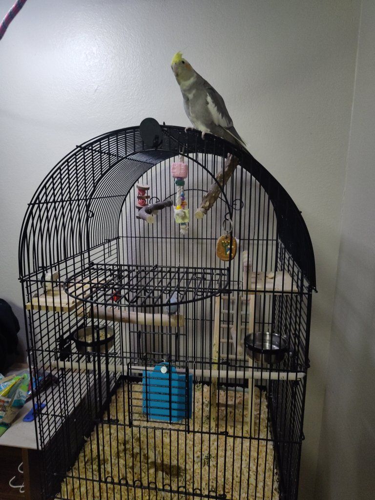 Female Cockatiel & Male Budgie &Large Arched Black Bird Cage with Toys and Perches