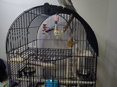 Female Cockatiel & Male Budgie &Large Arched Black Bird Cage with Toys and Perches