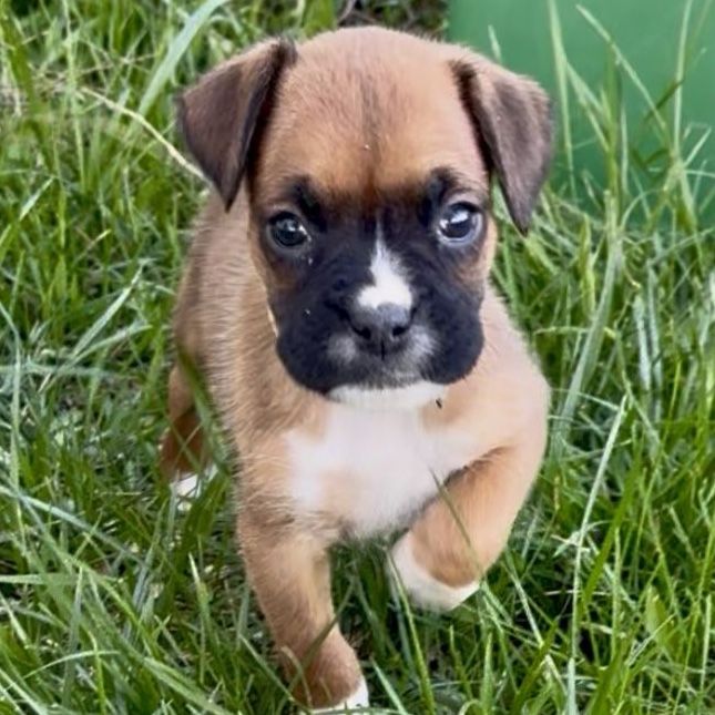 Purebred Boxer Puppies!