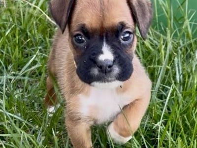 Purebred Boxer Puppies!