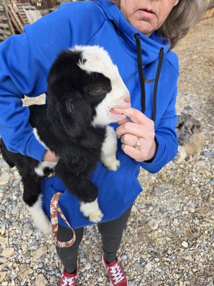 Bottle Baby Goat